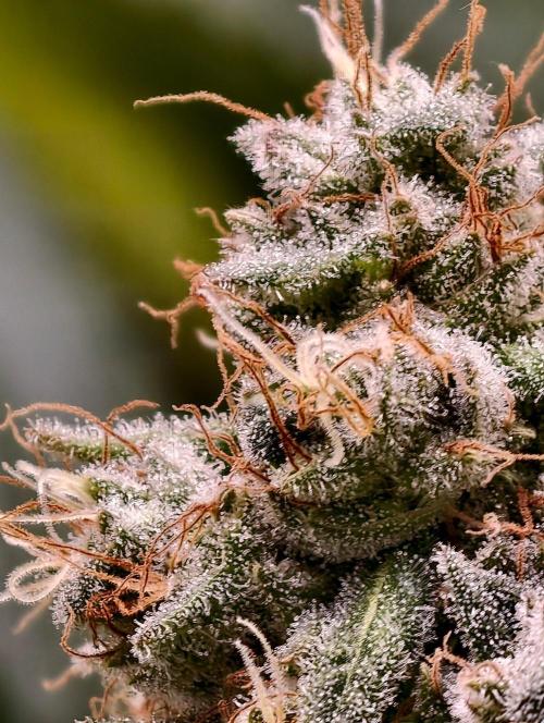 F1 Precision - SSSC Test Strain. Week 10