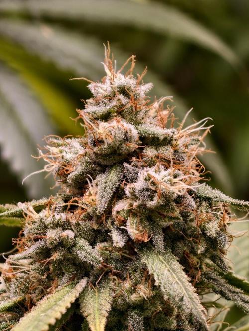 F1 Precision - SSSC Test Strain. Week 10