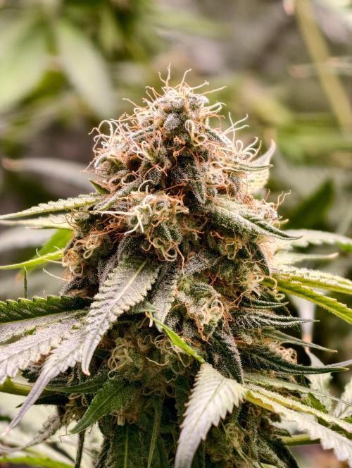 F1 Precision - SSSC Test Strain. Week 10