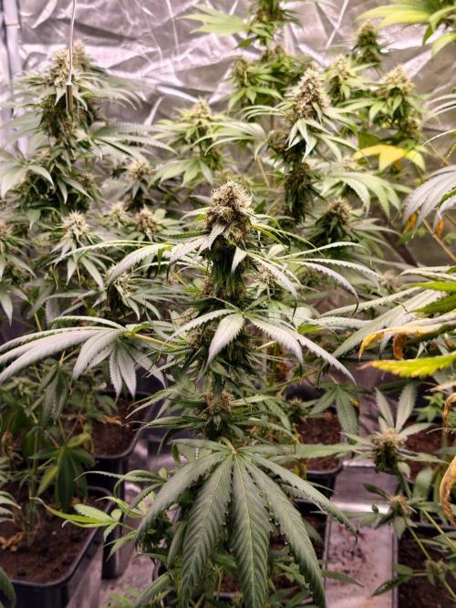 F1 Precision - SSSC Test Strain. Week 10