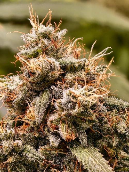 F1 Precision - SSSC Test Strain. Week 10