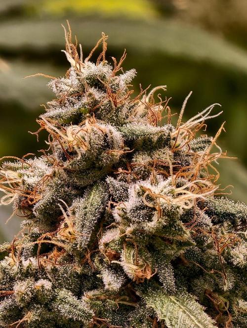 F1 Precision - SSSC Test Strain. Week 10