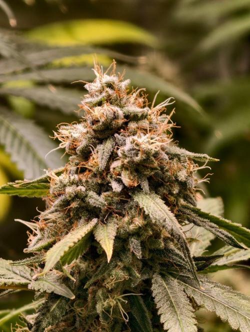 F1 Precision - SSSC Test Strain. Week 10