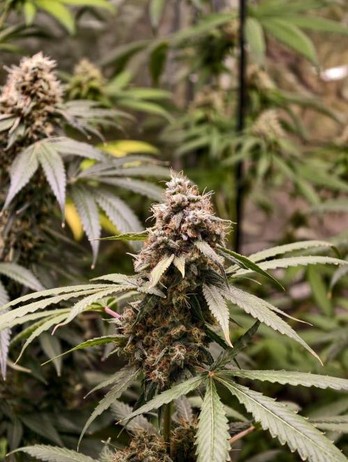 F1 Precision - SSSC Test Strain. Week 10