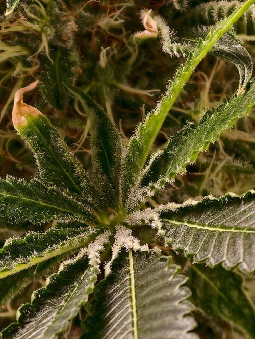orange ooze. Week 10