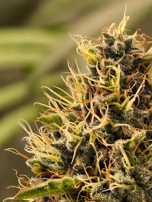 orange ooze. Week 10