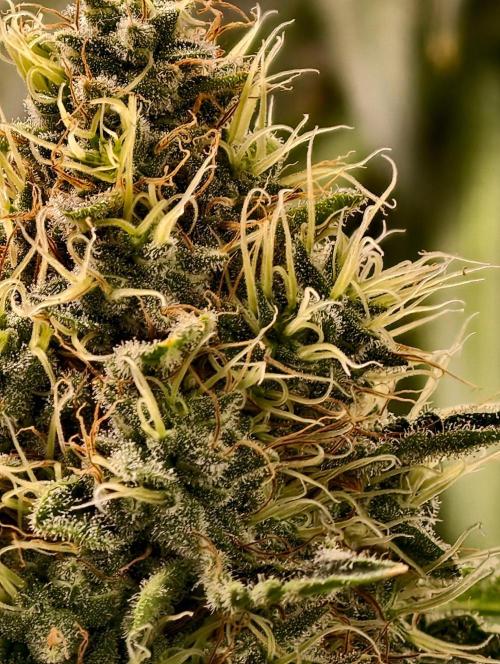 orange ooze. Week 10