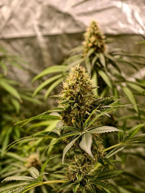 orange ooze. Week 10