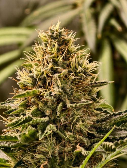 orange ooze. Week 10