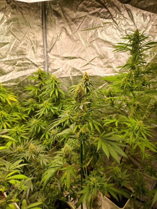 orange ooze. Week 10