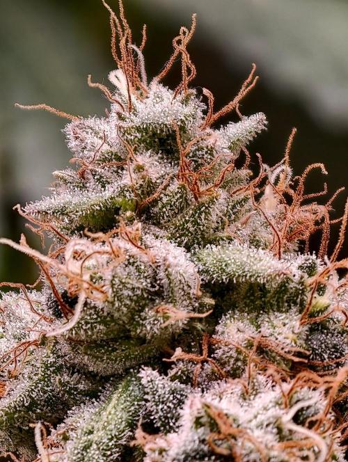 F1 Precision - SSSC Test Strain. Week 11