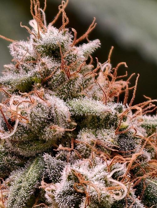 F1 Precision - SSSC Test Strain. Week 11