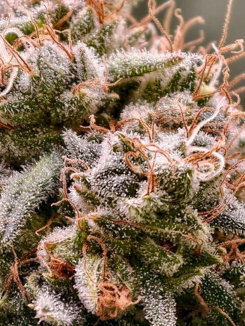 F1 Precision - SSSC Test Strain. Week 11