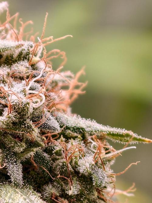F1 Precision - SSSC Test Strain. Week 11