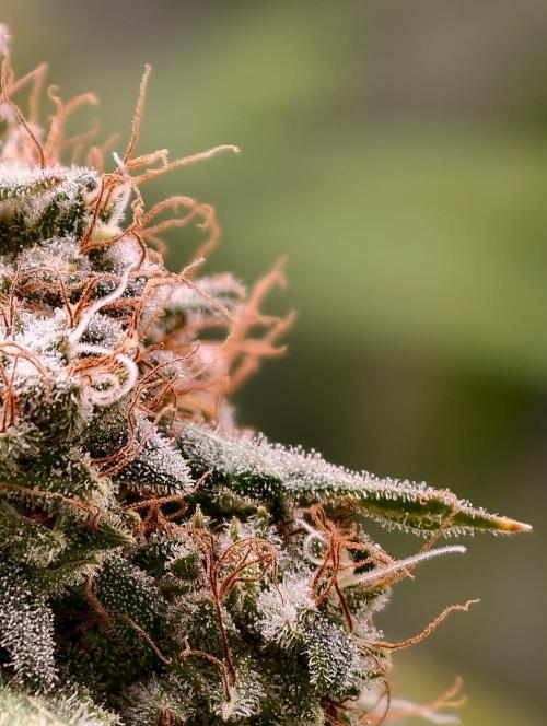 F1 Precision - SSSC Test Strain. Week 11