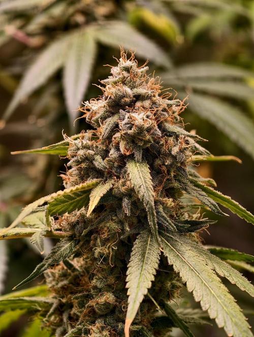 F1 Precision - SSSC Test Strain. Week 11