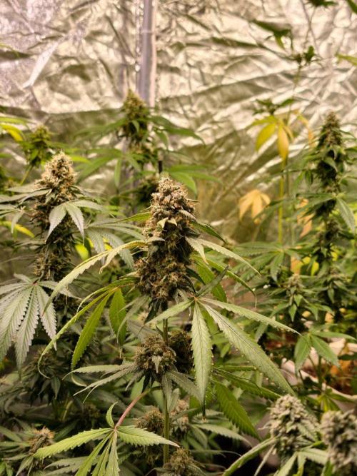 F1 Precision - SSSC Test Strain. Week 11