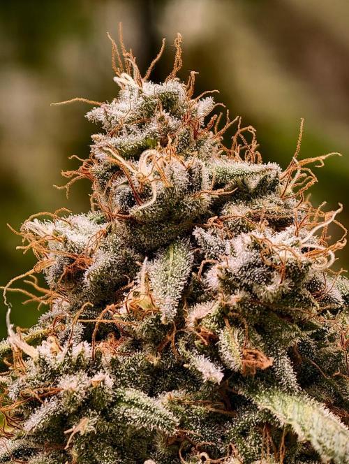 F1 Precision - SSSC Test Strain. Week 11