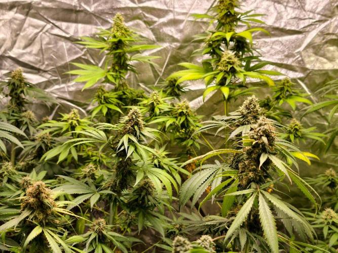 F1 Precision - SSSC Test Strain. Week 11