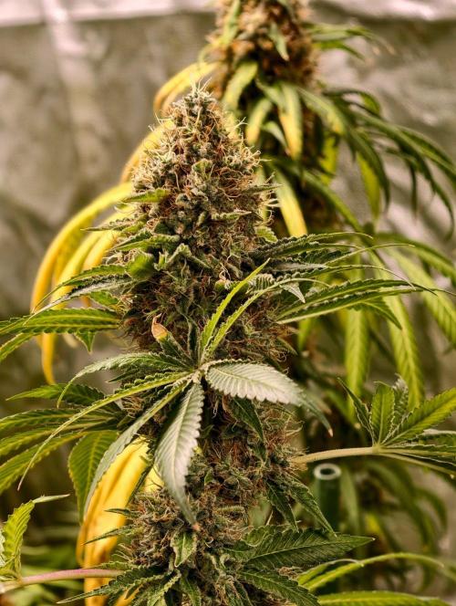 orange ooze. Week 11