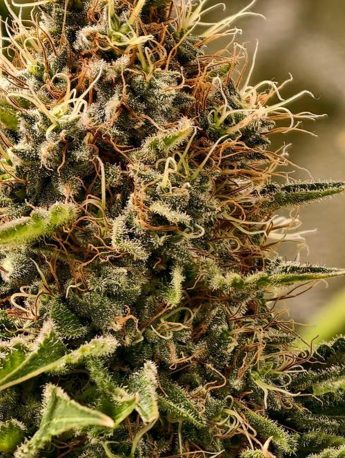 orange ooze. Week 11