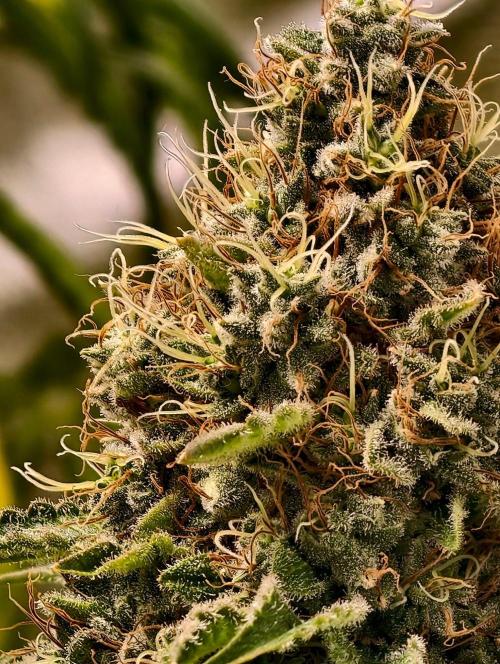 orange ooze. Week 11