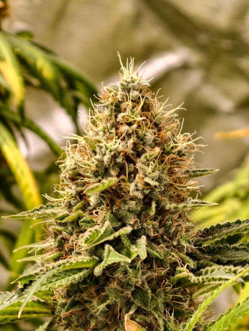 orange ooze. Week 11