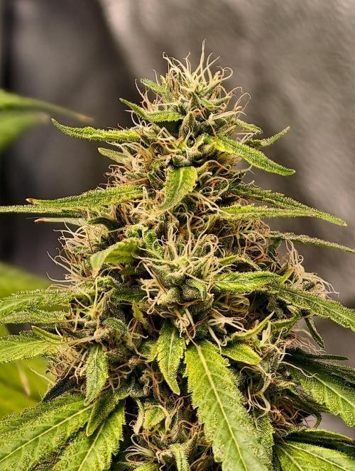 Banana Cream OG. Week 11