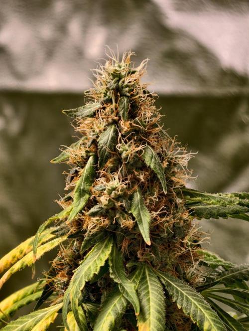 Banana Cream OG. Week 11
