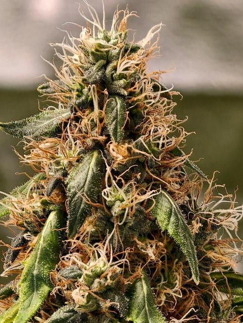 Banana Cream OG. Week 11