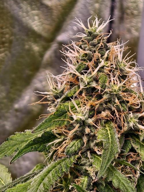 Triploid - SSSC Test Strain. Week 11