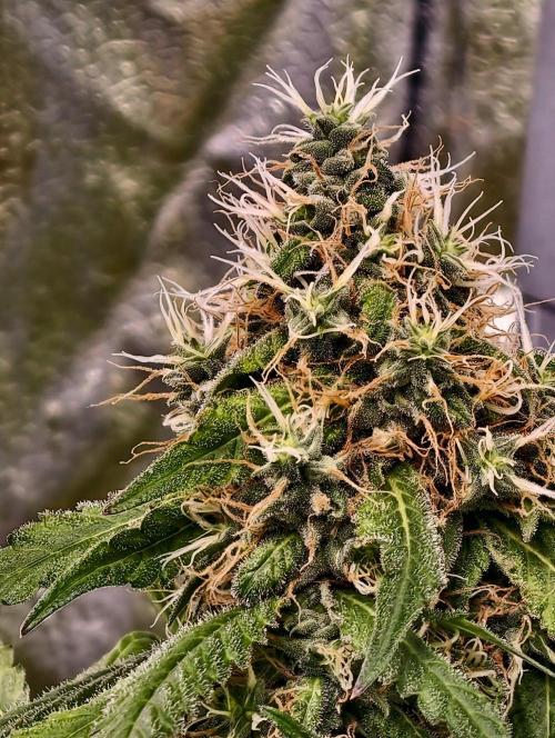 Triploid - SSSC Test Strain. Week 11