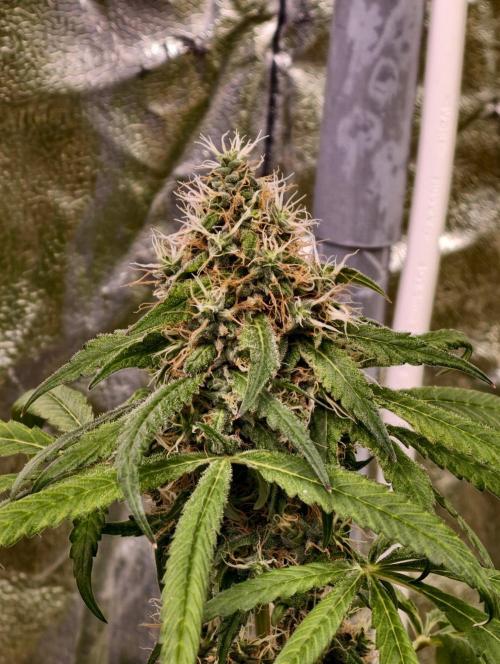 Triploid - SSSC Test Strain. Week 11