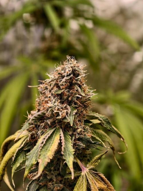 OG - SSSC Test Strain. Week 11