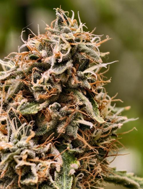 OG - SSSC Test Strain. Week 11