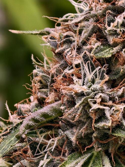 OG - SSSC Test Strain. Week 11
