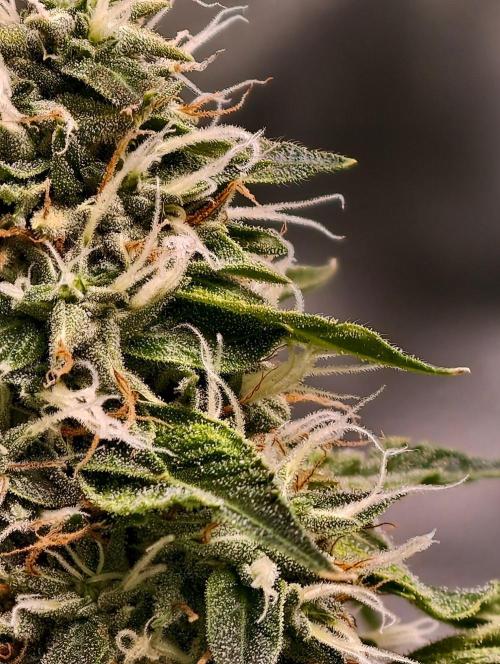 OG - SSSC Test Strain. Week 11