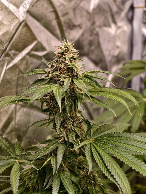 OG - SSSC Test Strain. Week 11