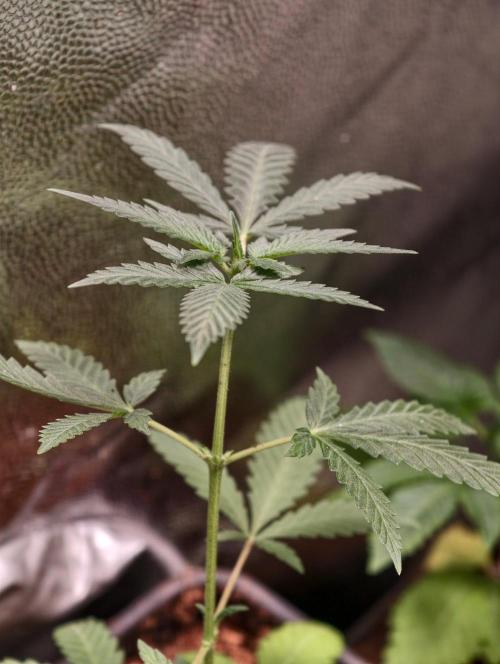 Hella Jelly Auto. Week 4