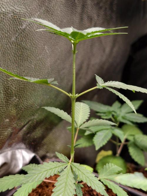 Hella Jelly Auto. Week 4