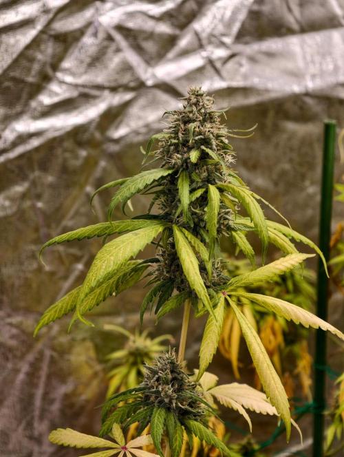 OG - SSSC Test Strain. Week 12