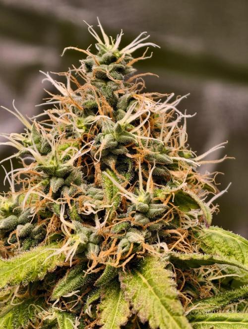Triploid - SSSC Test Strain. Week 12