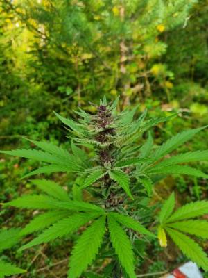 Comment by HippyHemulen photo #1