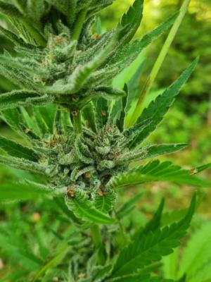 Comment by HippyHemulen photo #3