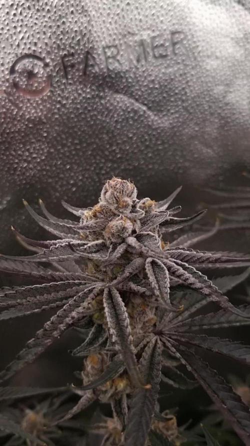 Orange Bud 2.0 Dutch Passion NFT