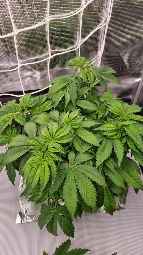 Papayton Fastbuds NFT. Week 4 - Day 28