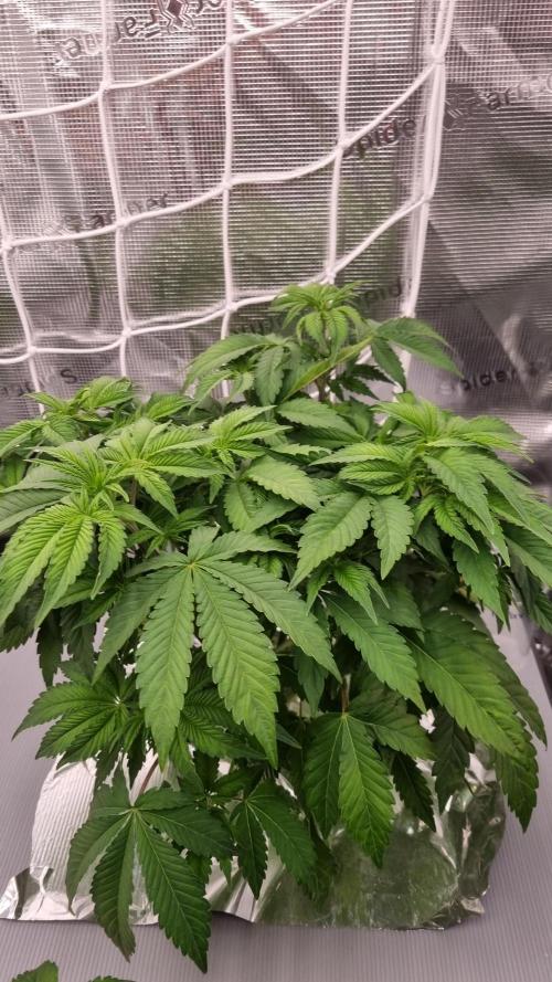 Papayton Fastbuds NFT. Week 4 - Day 28