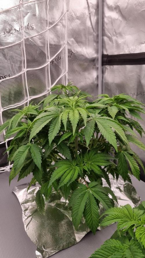 Papayton Fastbuds NFT. Week 4 - Day 28