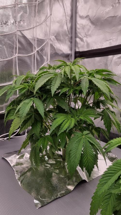 Papayton Fastbuds NFT. Week 4 - Day 28