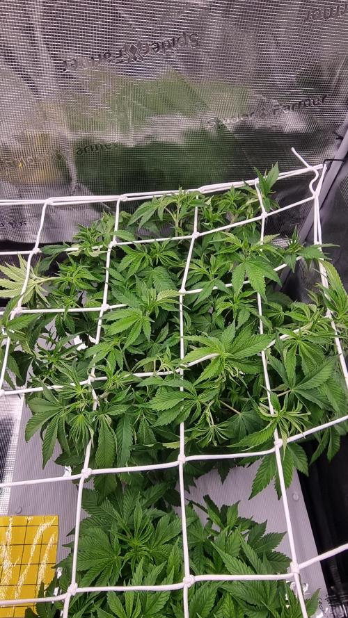 Papayton Fastbuds NFT. Week 5 - Day 35